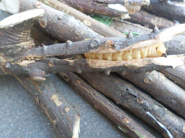 麻记斗米虫浙江野生活体斗米虫黄寮狼虫滋补品营养品开胃