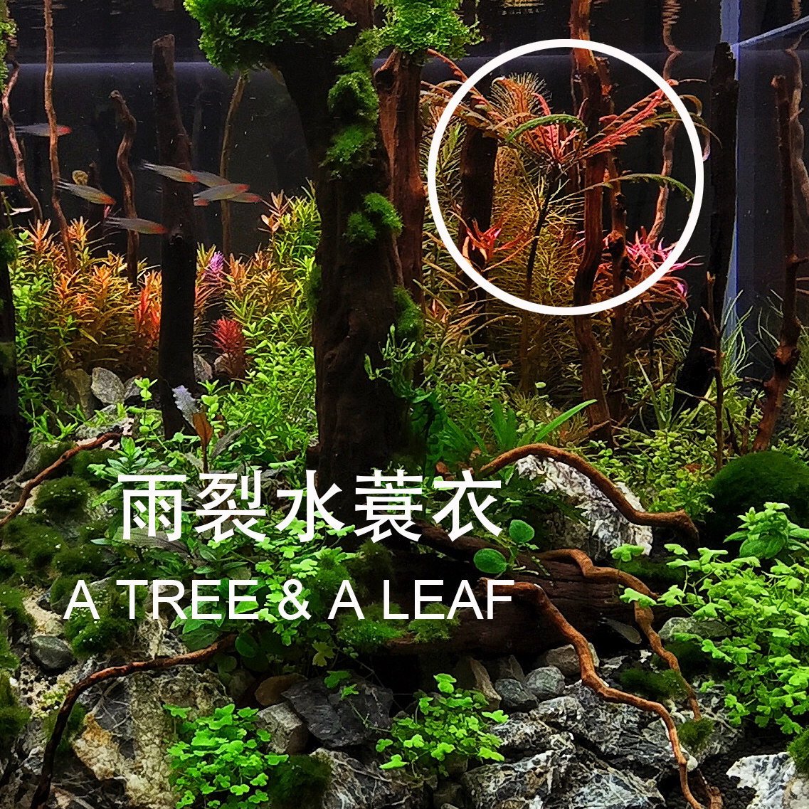 雨裂蓑衣中景后景水下叶打头打头活体水草水草