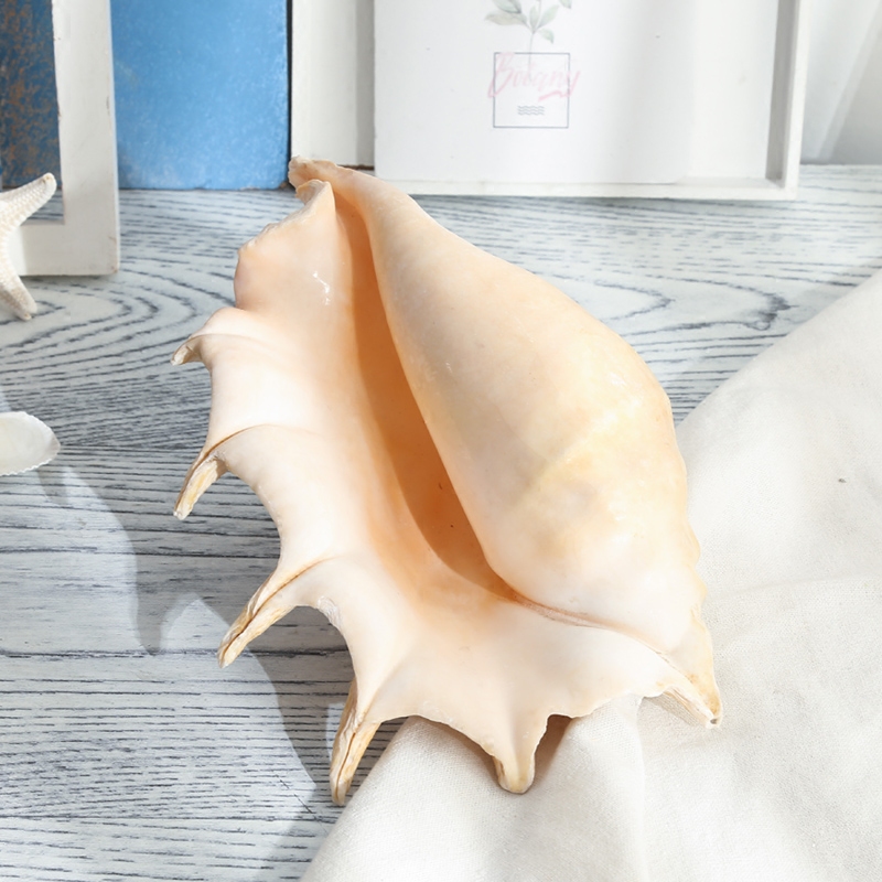 天然七角海螺海螺贝壳地台鱼缸饰品婚庆鱼缸水族造景摆设