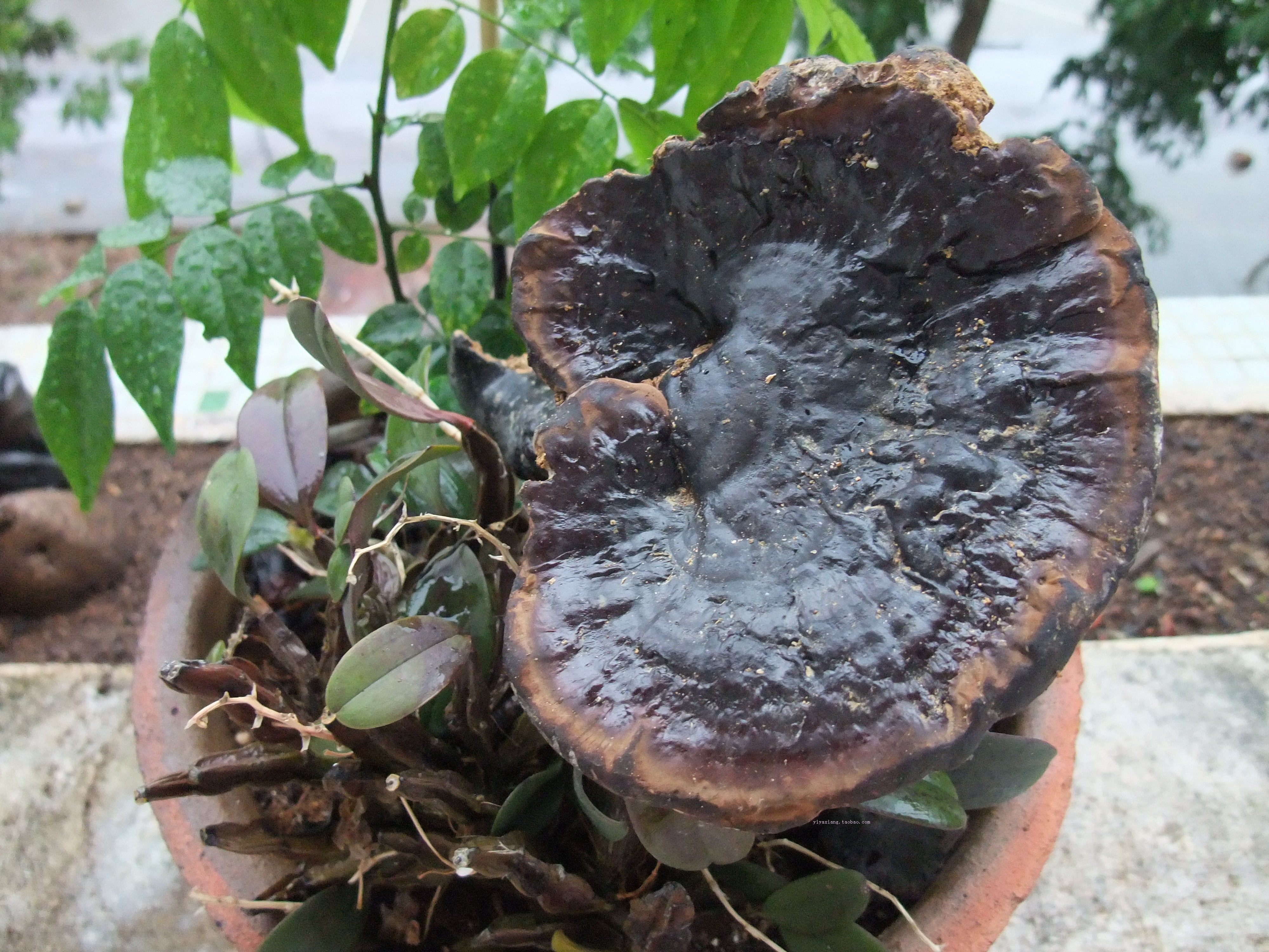 灵芝海南五指山纯野野生有柄紫芝整枝250克整枝灵芝