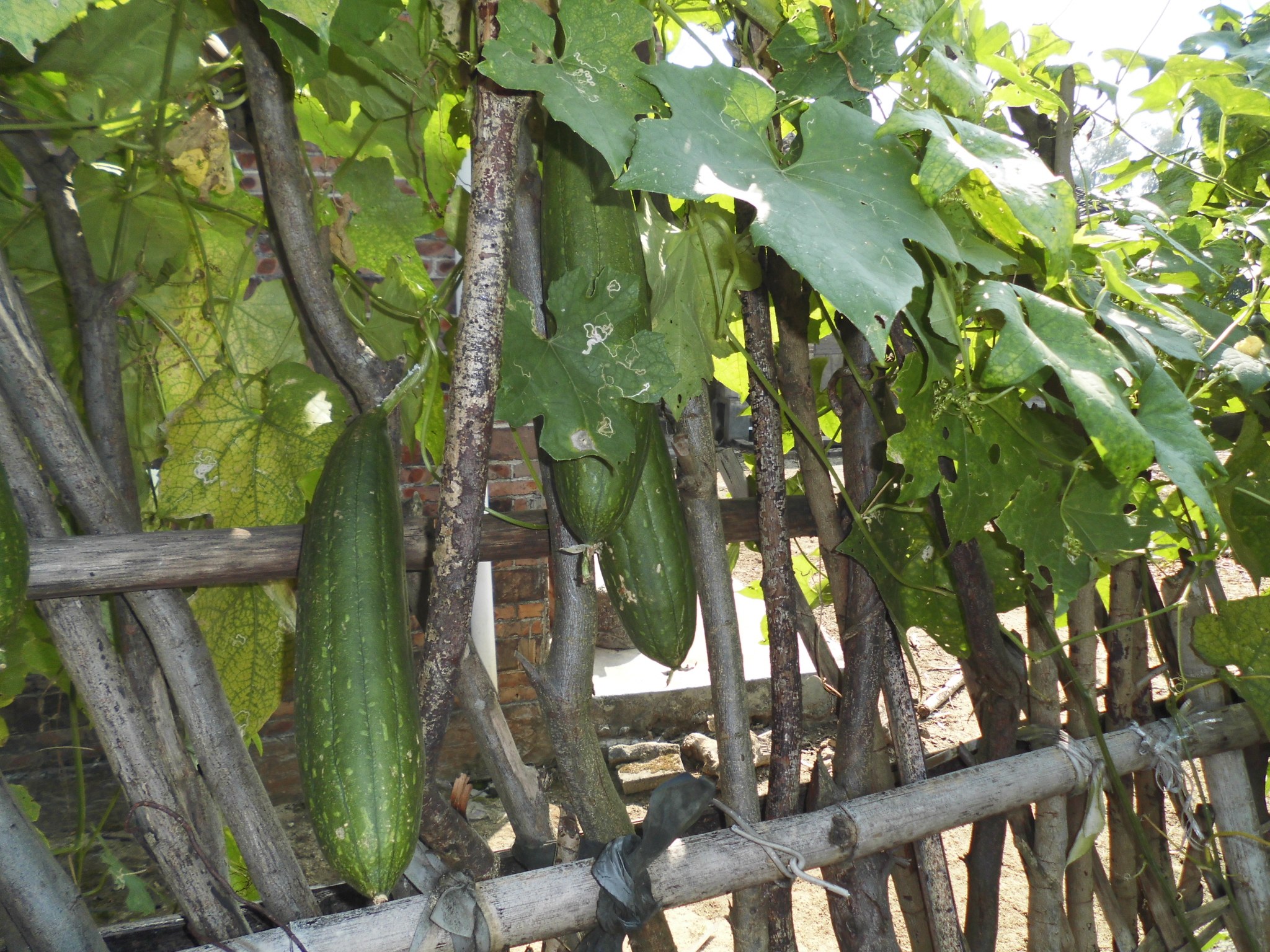 广西博白品种洗碗瓜水瓜无丝瓜种子大型绿植