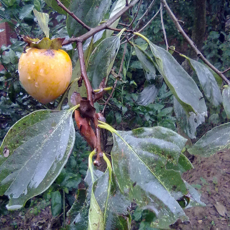 新鲜野生现采嫩柿树叶干柿叶尖茶柿子子叶敷面其他药食同源食品