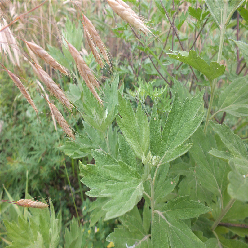 野生三年陈艾叶艾叶草艾叶泡脚泡澡艾草整棵艾叶制艾条艾绒驱寒
