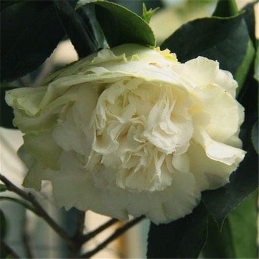 茶花绿云可娜美国品种原生花苞多年花苗珍贵时令草本花卉