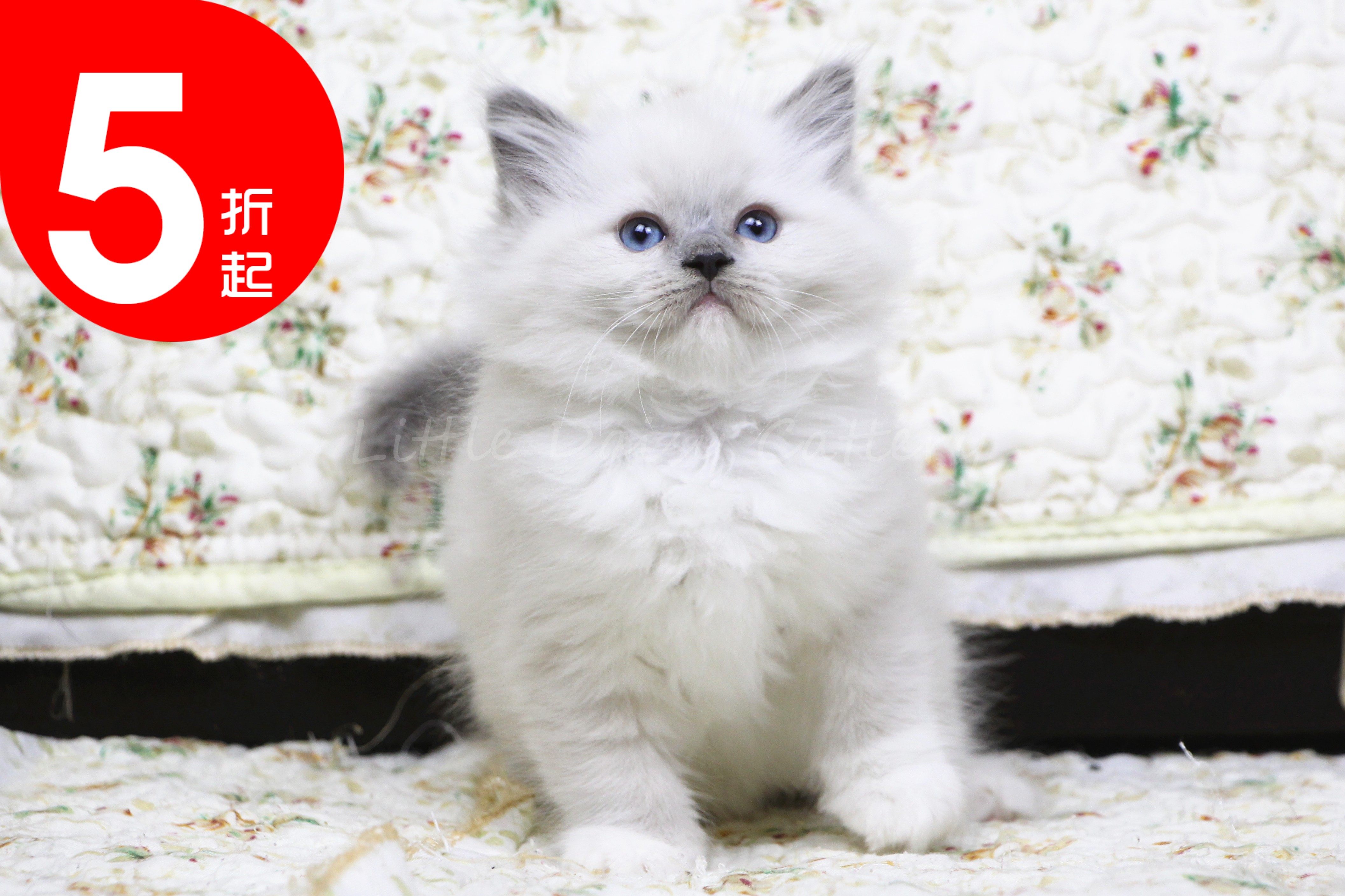 布偶猫美国cfa血统纯种女神神猫活体蓝手套色猫咪