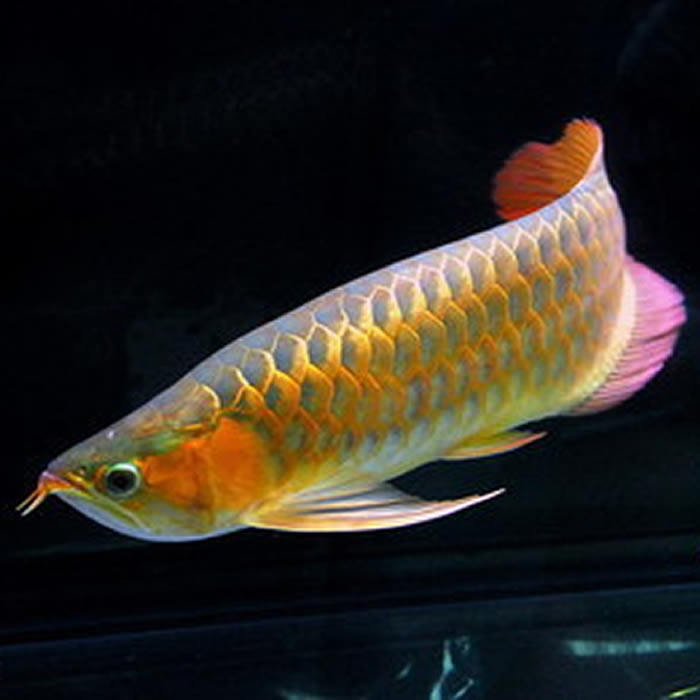 红龙金龙鱼活鱼龙鱼印尼超血辣椒鱼苗练手过背鱼