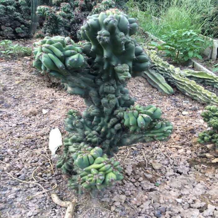 虎头山影沙生特色绿植罗汉万重庭院花卉盆栽多肉植物