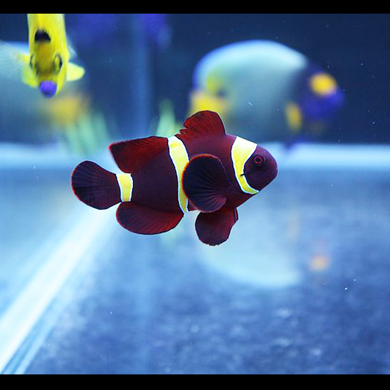 一川水族观赏鱼活体宠物海水珊瑚金透红透红小丑鱼