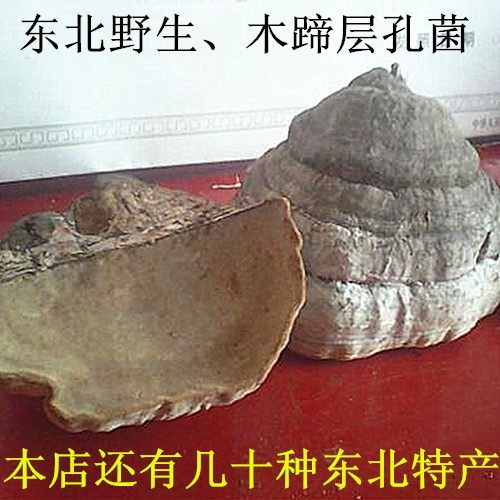 **标题:长白山的自然馈赠 野生木蹄灵芝值得尝试**