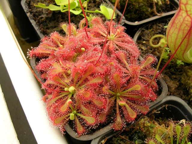 食虫洛弗丽茅膏菜虫草爆盆盆景观造景盆栽蚊子绿植