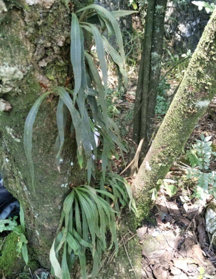 石韦野生中药材小叶刀口小石石背柳石兰大叶其他药食同源食品