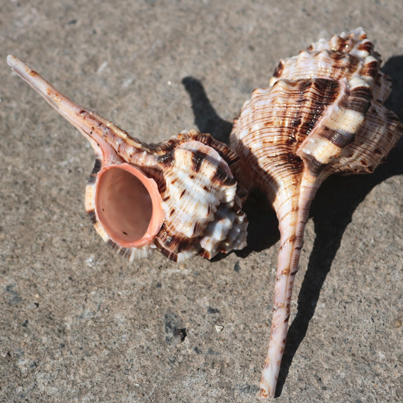 天然海螺贝壳大烟烟斗螺卷贝鱼专用水族装饰品海螺