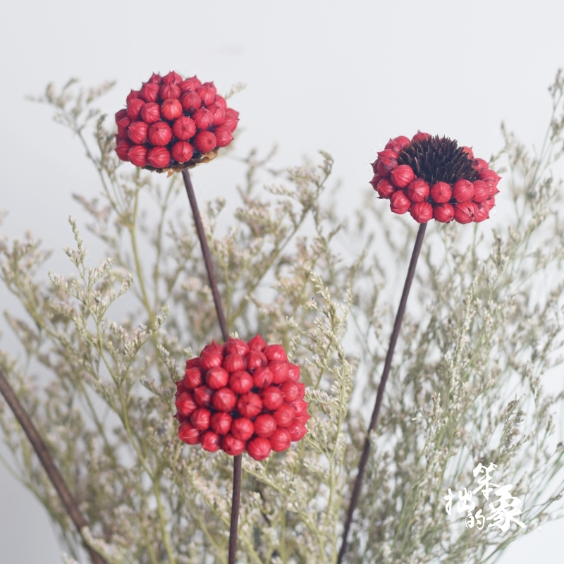 相思红豆花球艺术干花小清新花艺软装搭配插花干花