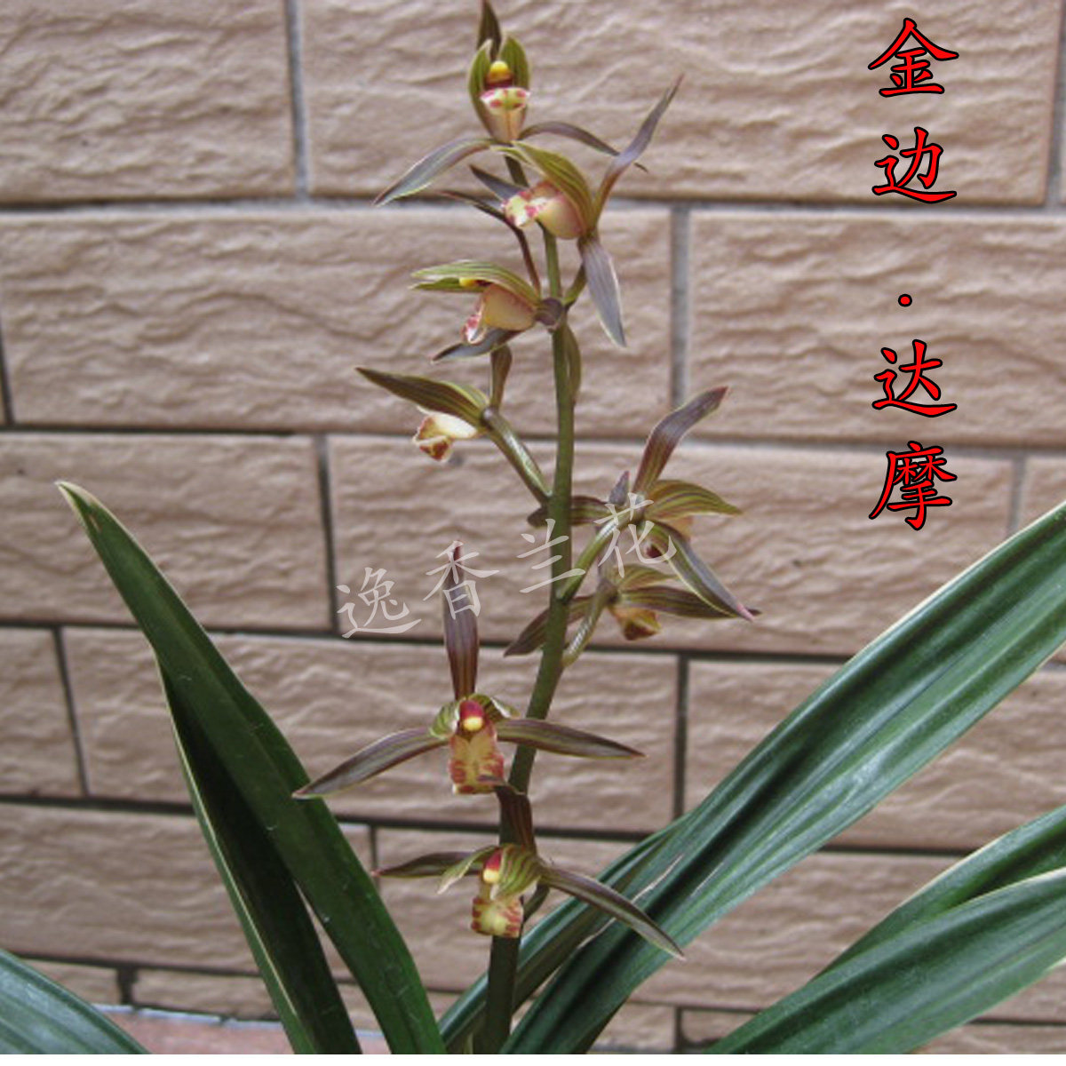 墨兰四季金边达摩爪叶观赏型兰花花苗室内盆栽时令草本花卉