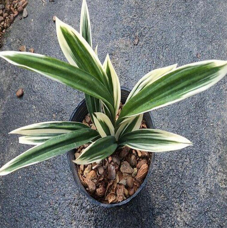 边线矮种兰花墨兰达摩冠金绿植盆栽花卉金边线花卉