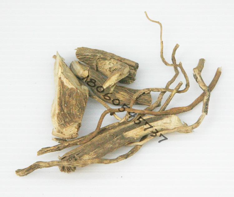 福建野生中青草药材干货 黄花金桂 金贵 黄花金龟 纯