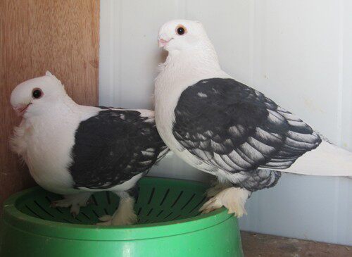 淑女黑花观赏活体兰花鸽子萧城鸽业价格鸟