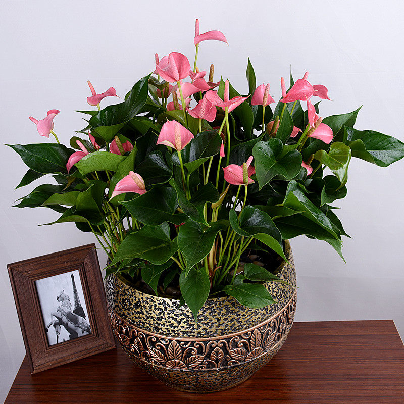 精品大粉掌盆栽花卉乔迁开业商务送礼盆景 客厅前台办公室内绿植