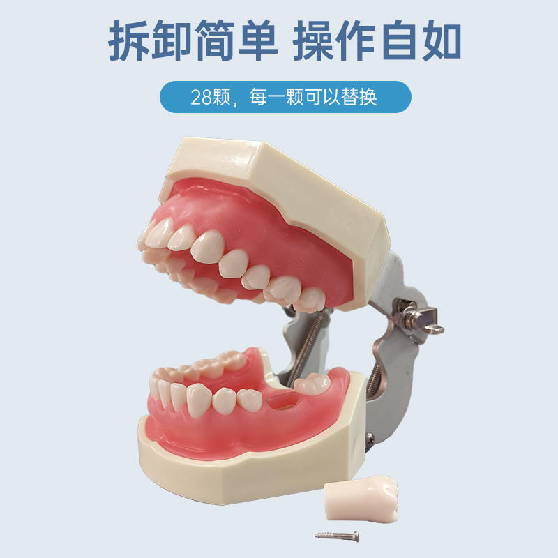 牙齿牙科标准模型全口可拆卸树脂口腔牙科医生教学模具仿真模拟