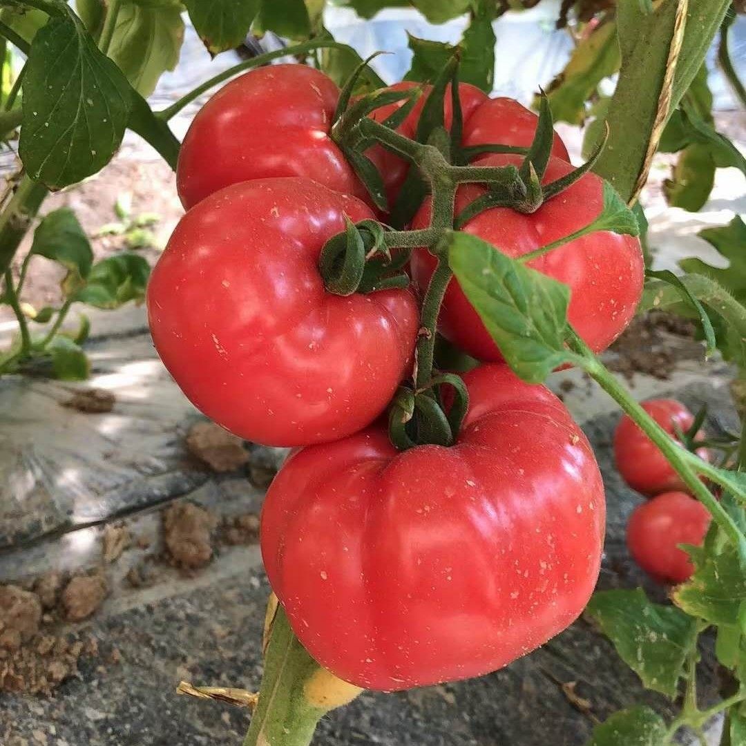 连湖西红柿普罗旺斯每箱10斤宁夏直发番茄新鲜番茄