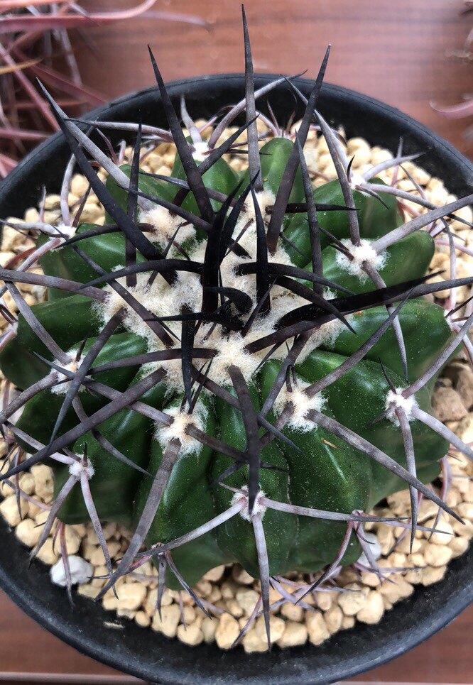 妍远仙园王丸龙爪球属实生进口稀有品种精品多肉植物