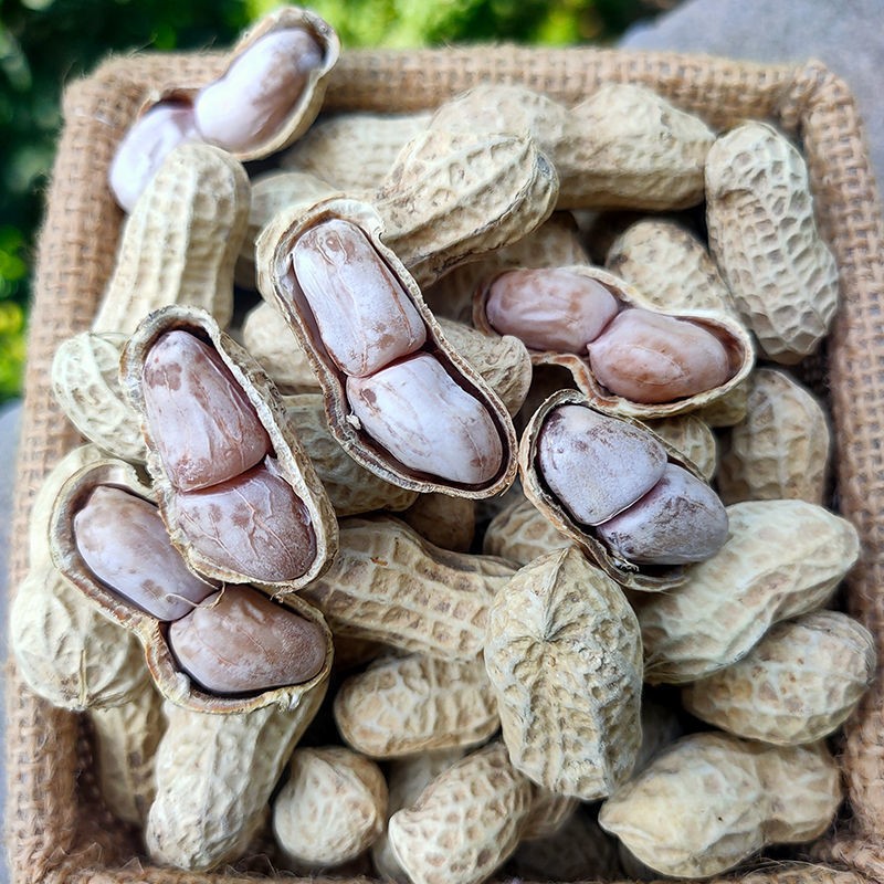 温州苍南农家特产水煮熟花生白晒干香脆盐水花生米带壳咸干花生米