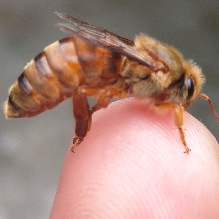 中蜂蜂王阿坝双色金色处女王包邮活到手出台发货新品促销热卖中