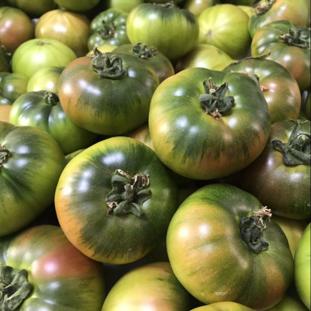 辽宁盘锦碱地柿子富硒铁皮西红柿新鲜水果生吃番茄