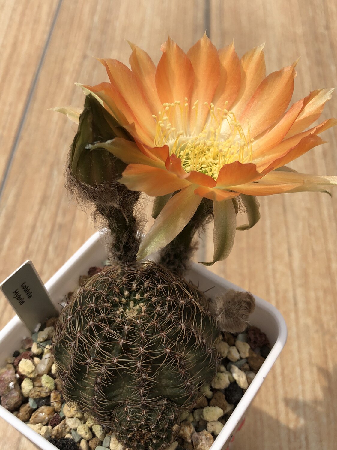 妍远仙园hybrid丽花花球实生进口稀有品种精品多肉植物