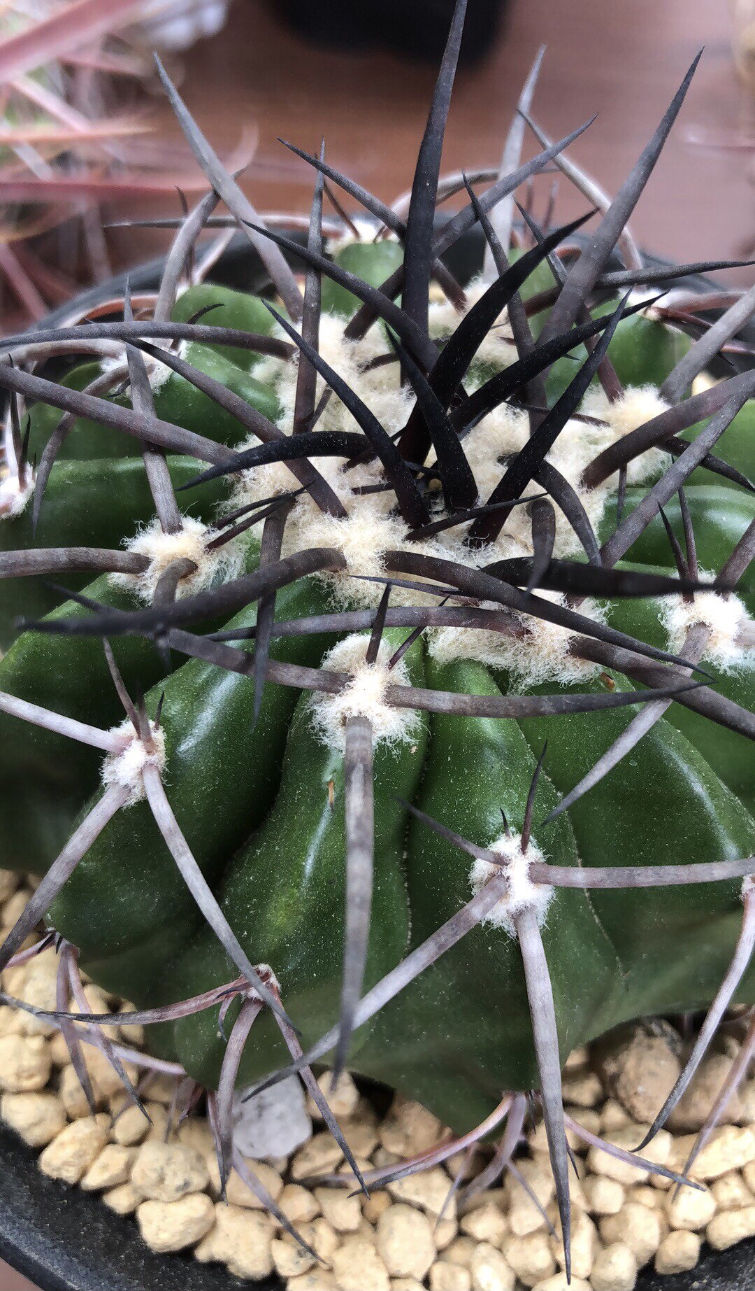 妍远仙园王丸龙爪球属实生进口稀有品种精品多肉植物