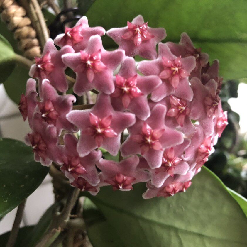 居家花卉盆栽球兰花苗绿叶红花巴顿白花多色时令草本花卉