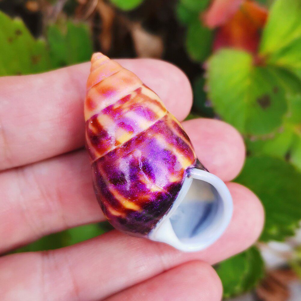 彩绘火焰寄居替换稀有蜗牛天然海螺长螺3d海螺