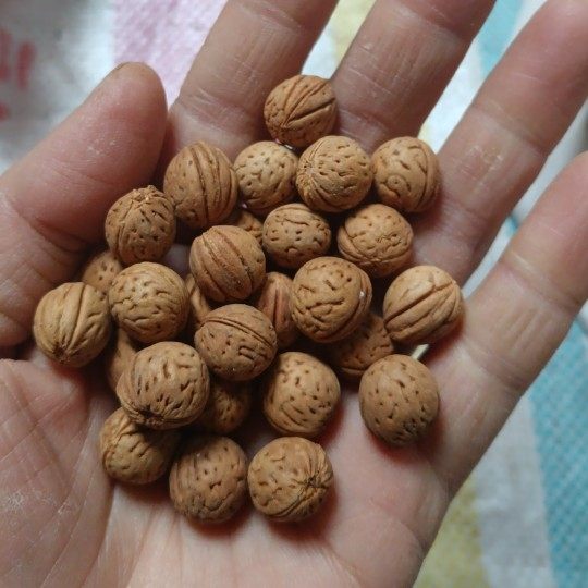 野生山桃核原料装袋拍打用填颈椎半斤一份非手串佛珠