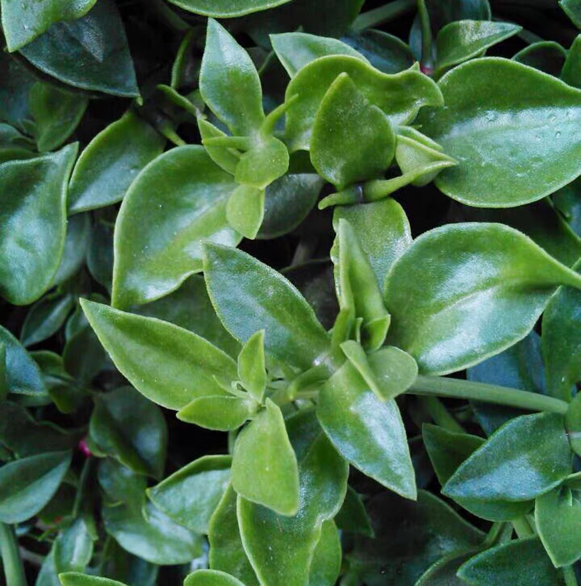 蔬菜新鲜田七叶菜三七穿心保健500g农家自种其它