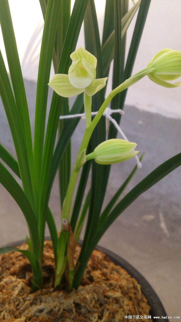 莲瓣如意素荷雪人大雪小雪素莲瓣素高品素兰花花卉