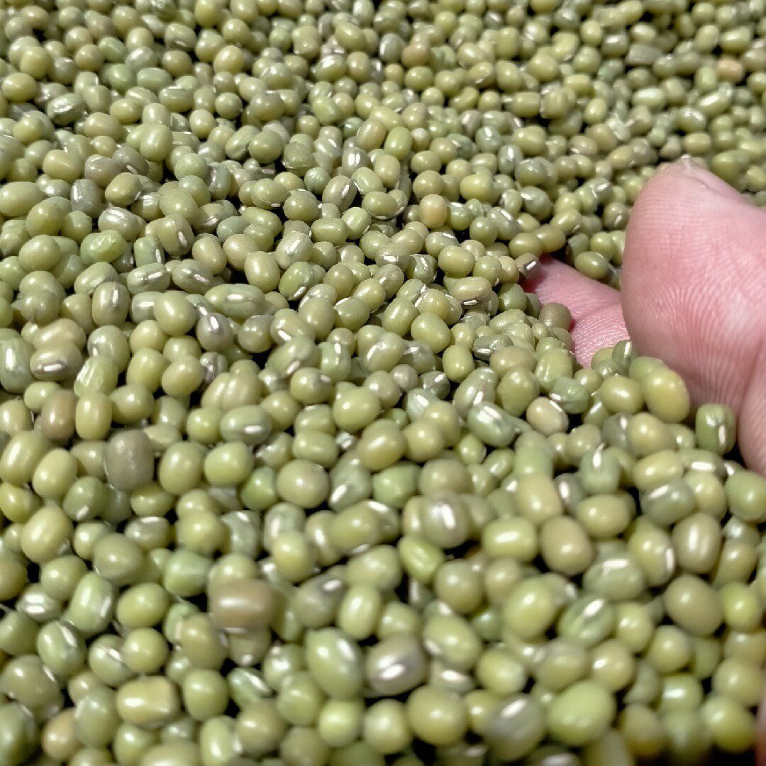 绿豆甘肃农家自产品种新鲜杂粮豆芽西北豆子绿豆