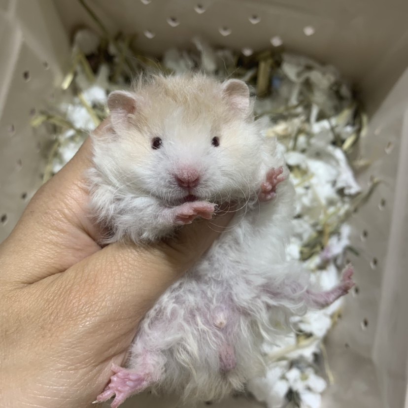 卷毛波利金丝熊蜜色家养咬人上手养活巨型西施仓鼠