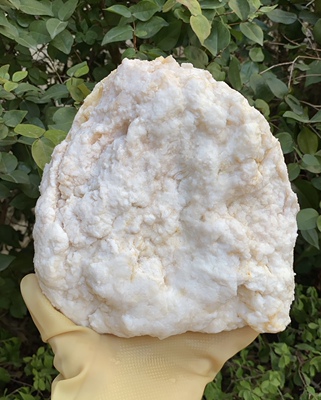 纯正野生溶洞石太岁 一面白色 一面带金黄色 寓意招财进宝 2.6斤