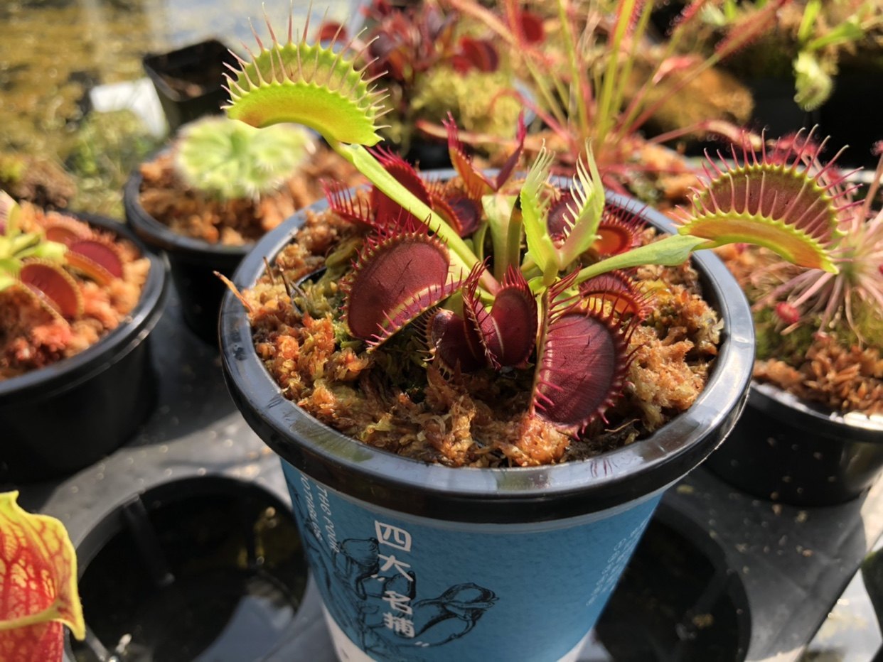 驱蚊草捕蚊草捕蝇草食虫草食虫食人植物办公室家驱蚊草