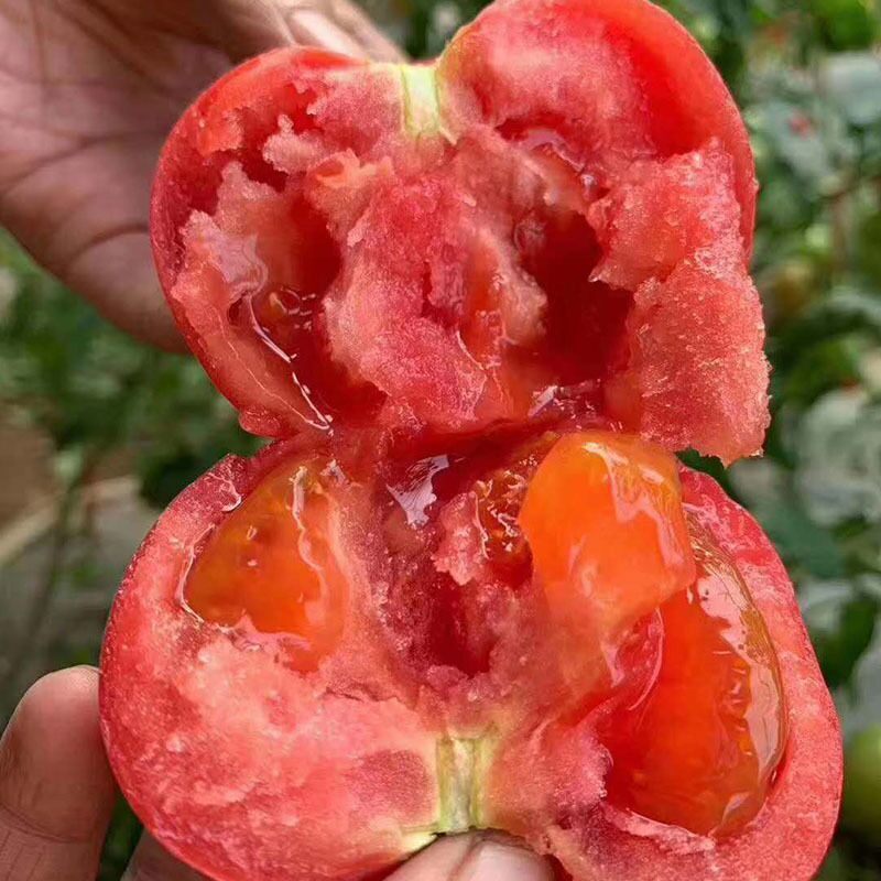 东北碱地西红柿现摘5斤沙瓤自然熟新鲜纯天然番茄水果洋柿子生吃