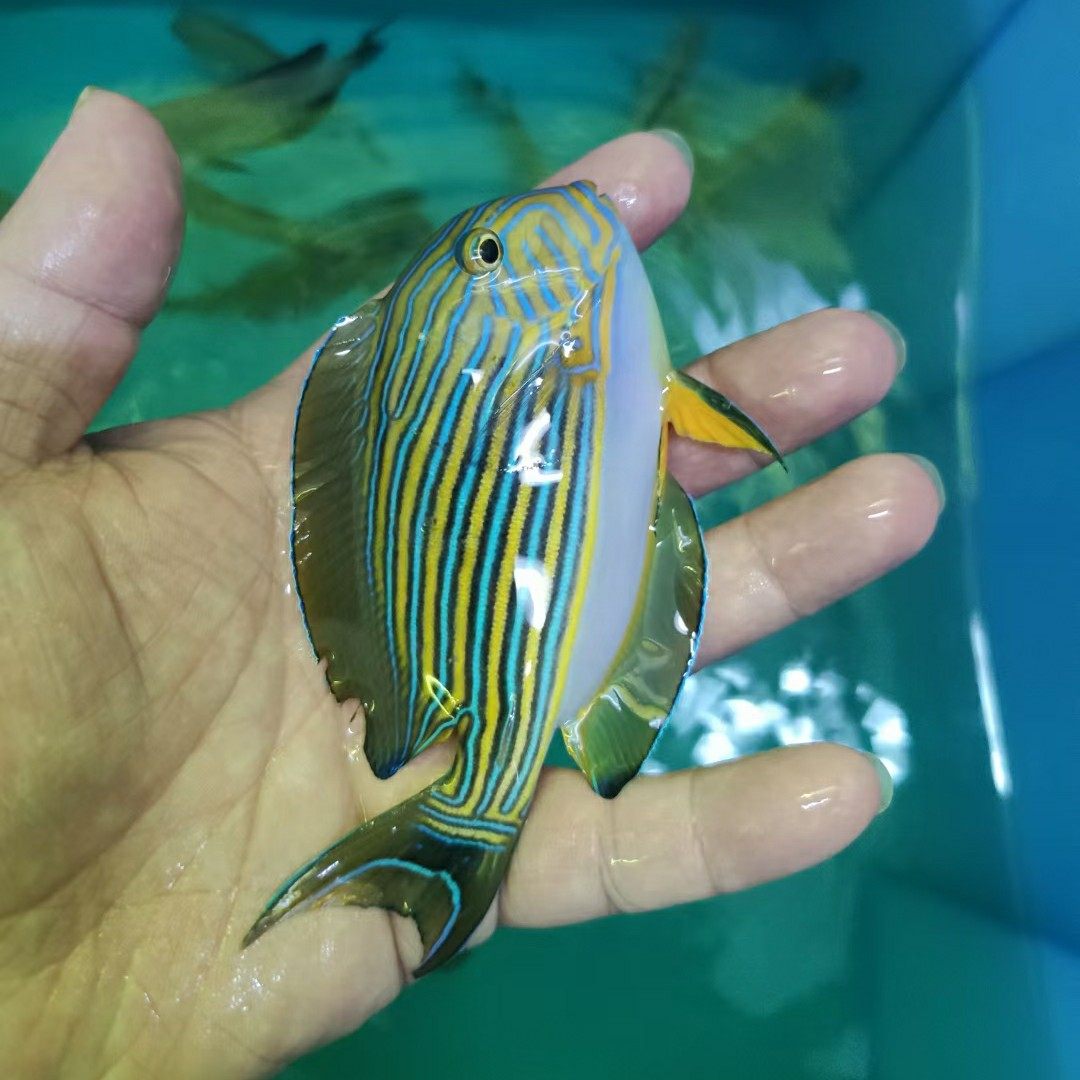 一川水族海水观赏鱼宠物纹吊鱼