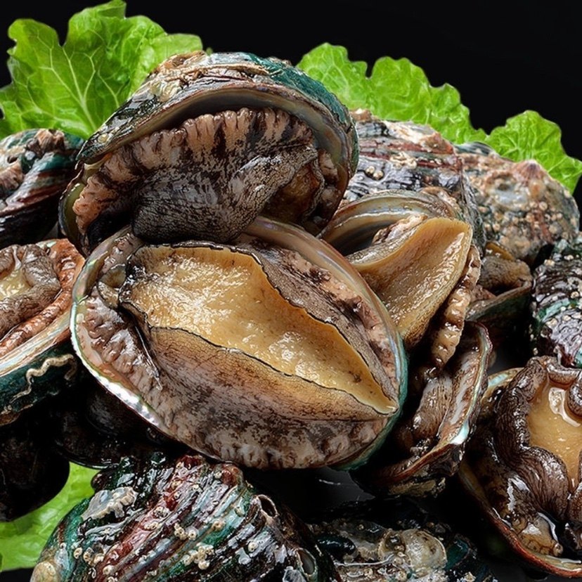 鲜活中国大陆特大鲍鱼每箱15只装8头1斤海鲜鲍鱼