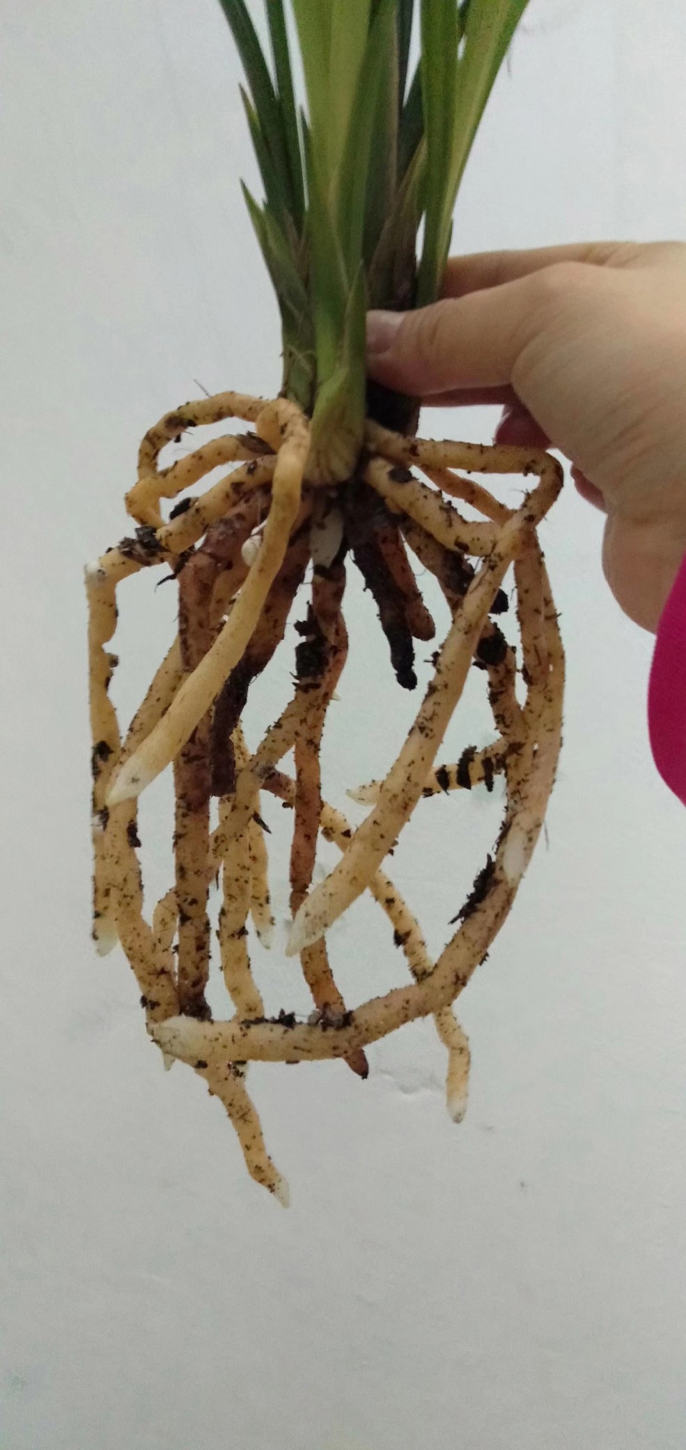 兰草四川春剑自然养植兰花花苞出售根好苗壮时令草本花卉