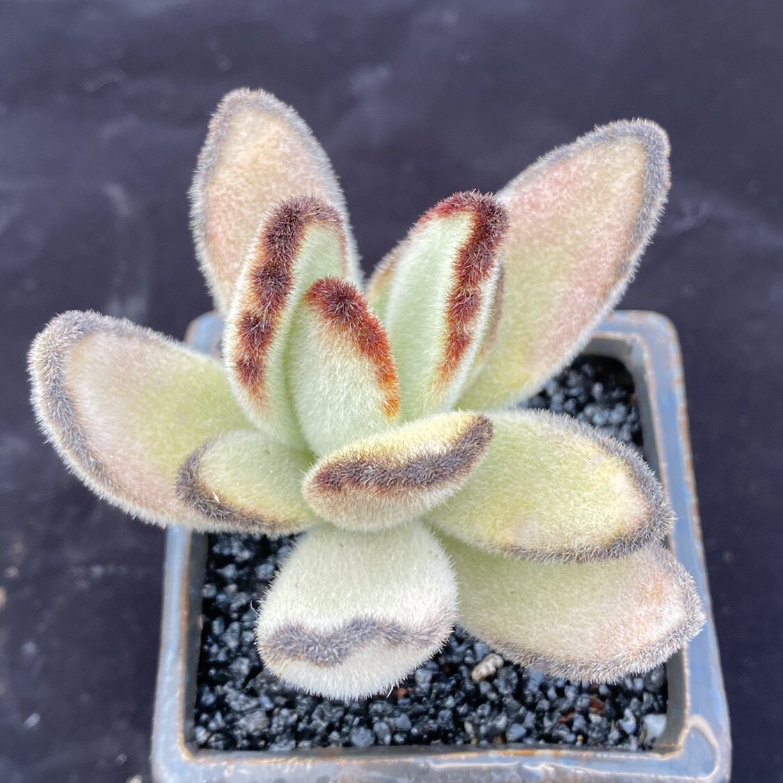 闪光兔多植物兔儿系列毛绒绒办公桌盆栽28包邮多肉植物