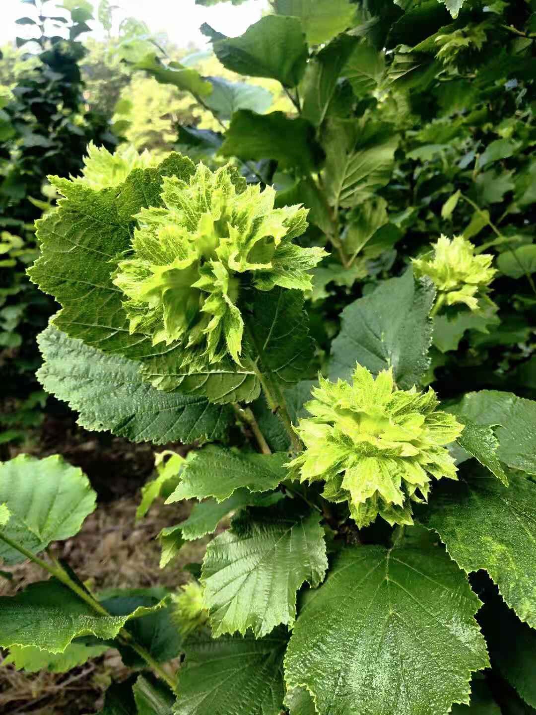 2022年新鲜水仁水瓤绿皮青皮榛子东北辽宁桓仁榛子