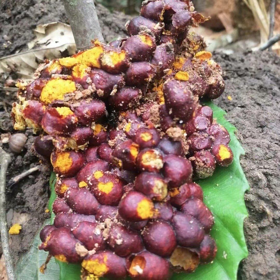 全程直播顺丰云南西双版纳天然土酸蜂无刺蜂蜜精品500克6瓶套餐