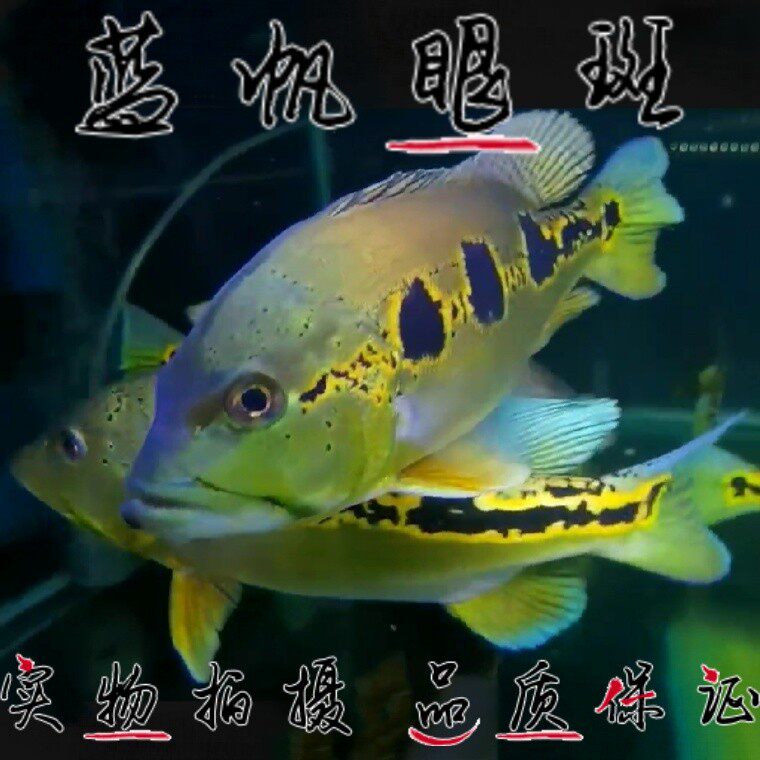 蓝帆眼斑三间高品质野生热带观赏鱼活体淡水鱼龙鱼鱼