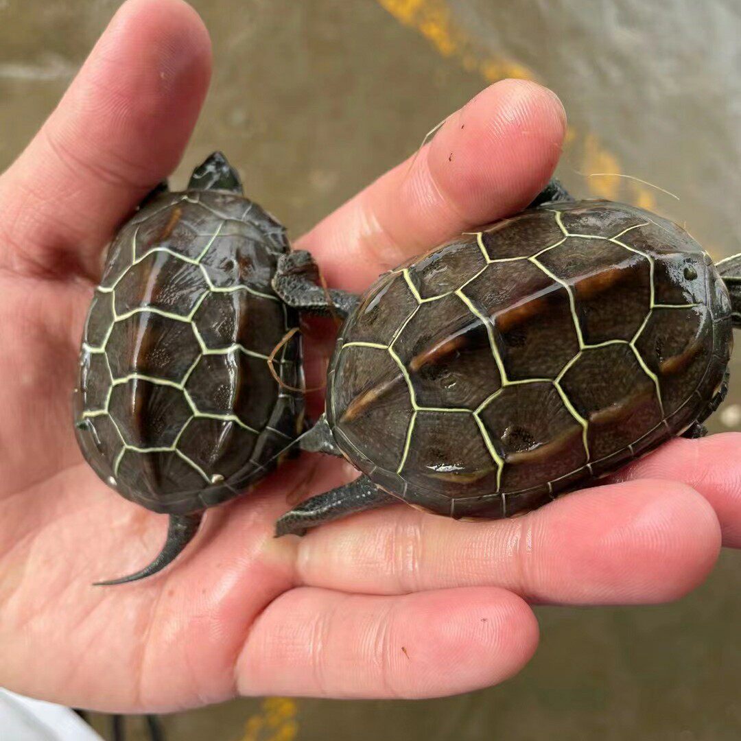 金线冷水苏北草大草龟小宠宠物长寿龟易养过冬龟