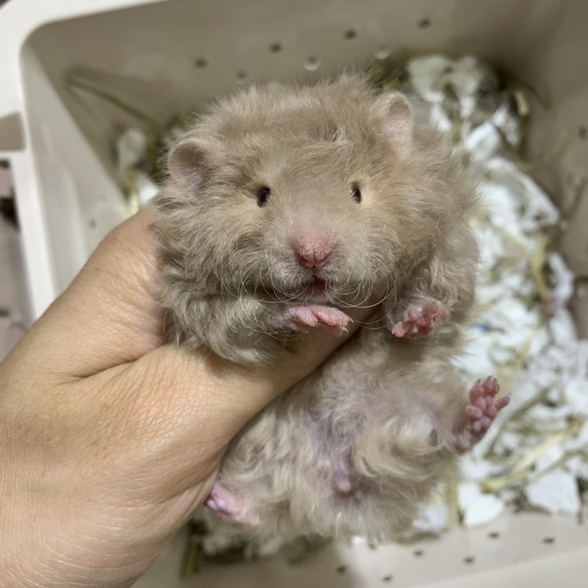 卷毛养活仓鼠熊仓鼠西施巨型鸽灰上手可爱咬人仓鼠