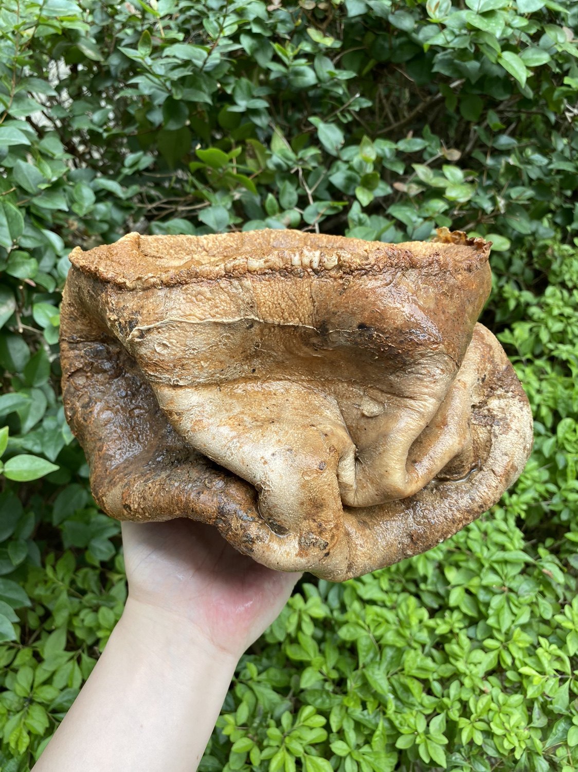 太岁千年精品老太灵芝纯正野生老皮老肉非常灵芝制品